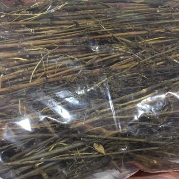 藏茵陈西藏产地直供质量保证货源充足价格美丽量大优惠