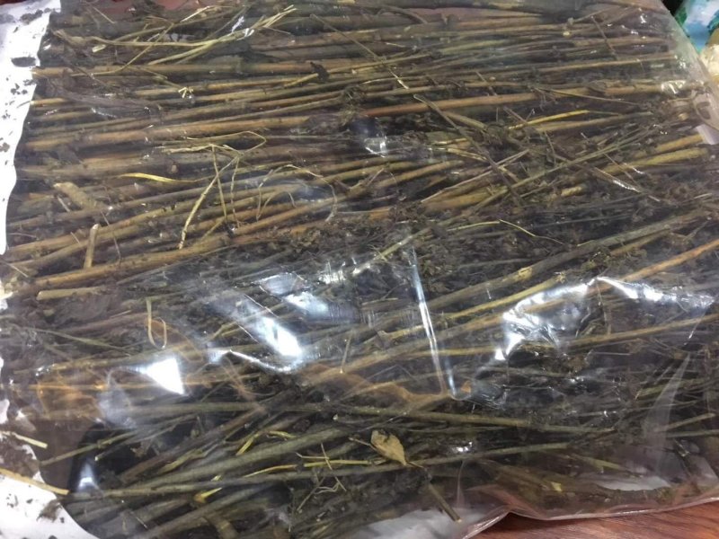 藏茵陈西藏产地直供质量保证货源充足价格美丽量大优惠