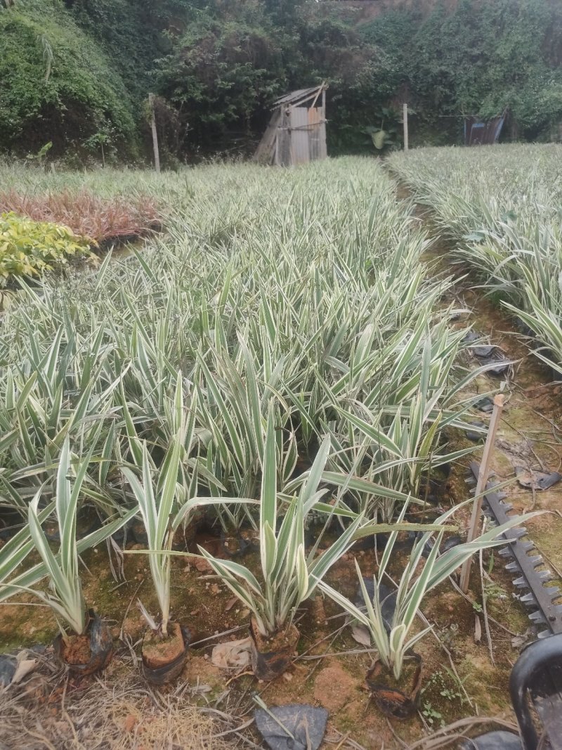 山管兰，银边山管兰，常年供应山管兰五斤袋