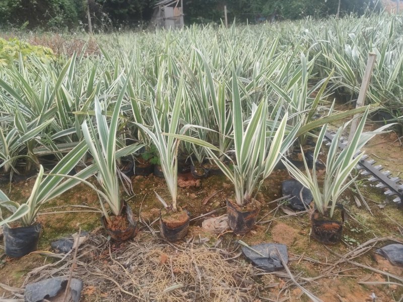 山管兰，银边山管兰，常年供应山管兰五斤袋