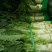 红叶莴笋大量上市湖北当阳合作社直供质优价廉