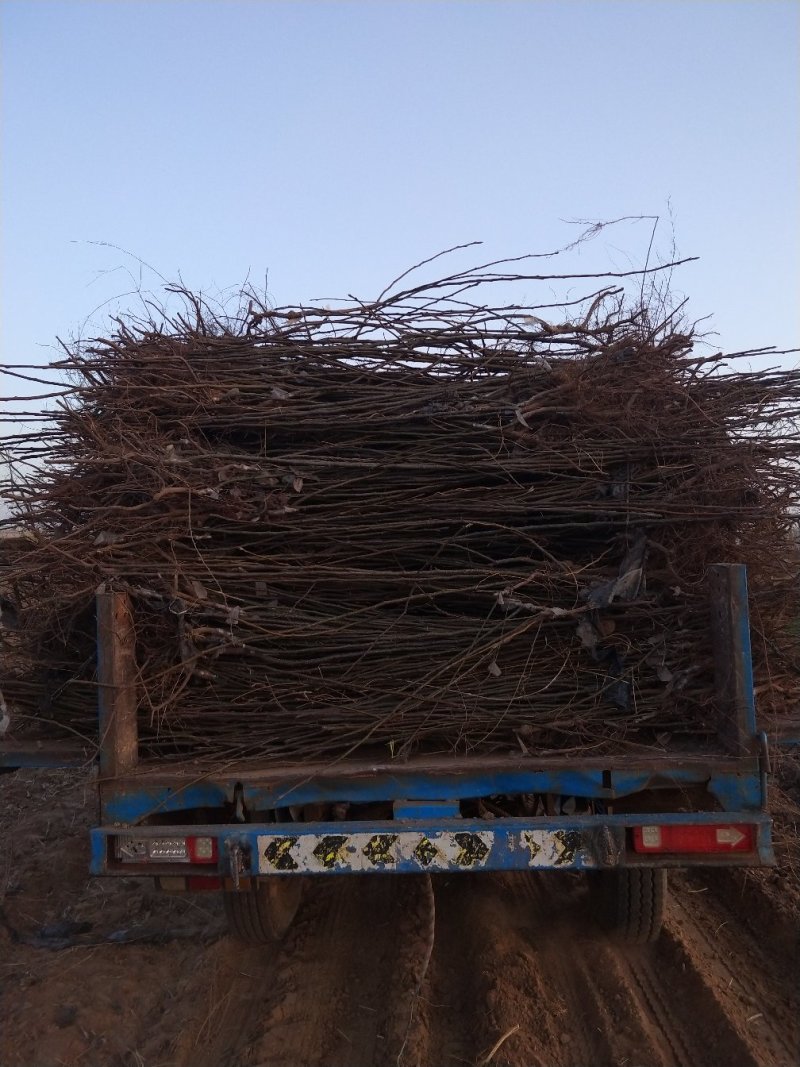 优质玉露香树苗