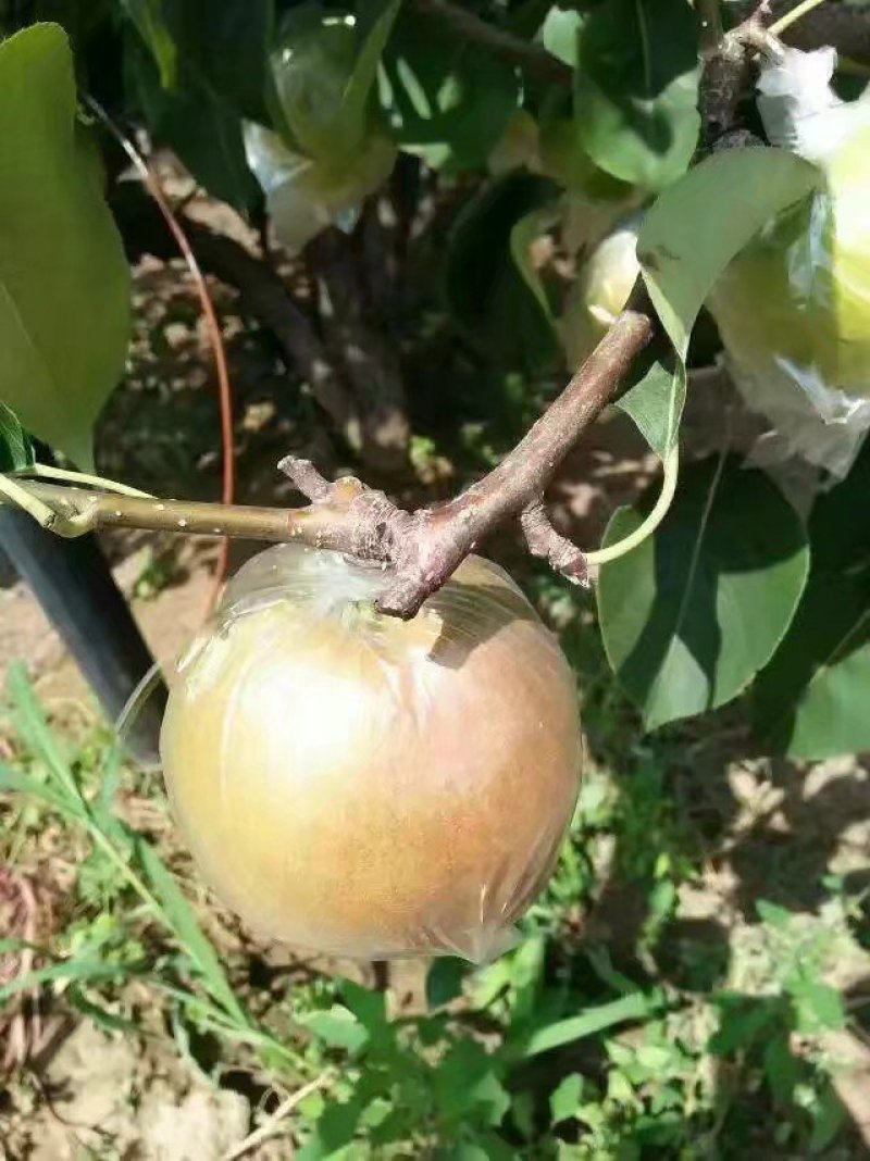 优质玉露香树苗