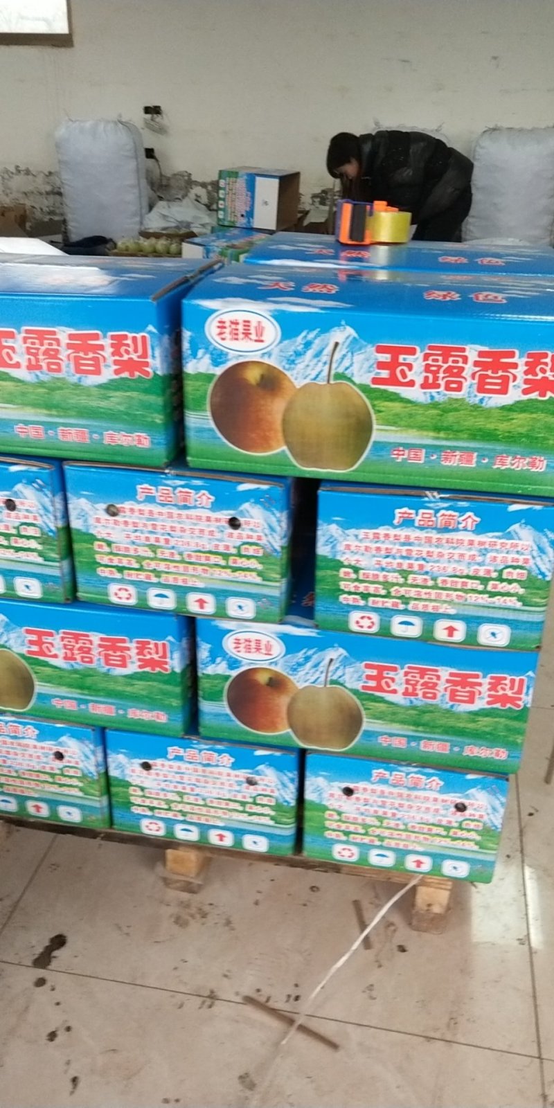 优质玉露香树苗