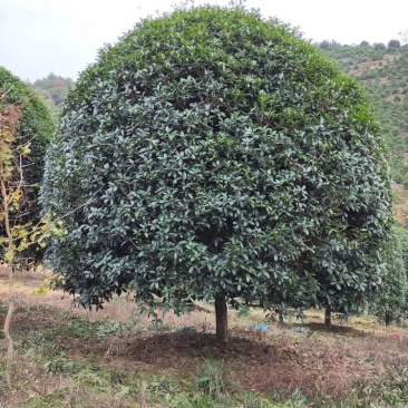 修剪一年自然冠黄花桂花