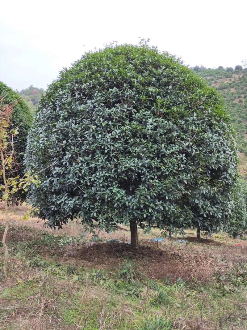 修剪一年自然冠黄花桂花