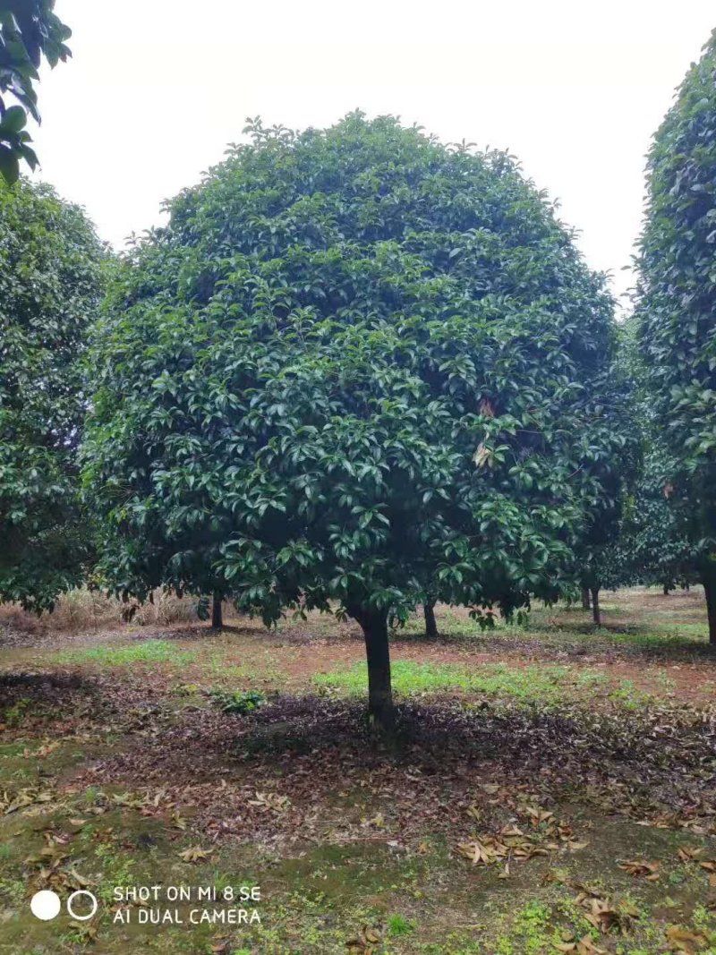 修剪一年自然冠黄花桂花