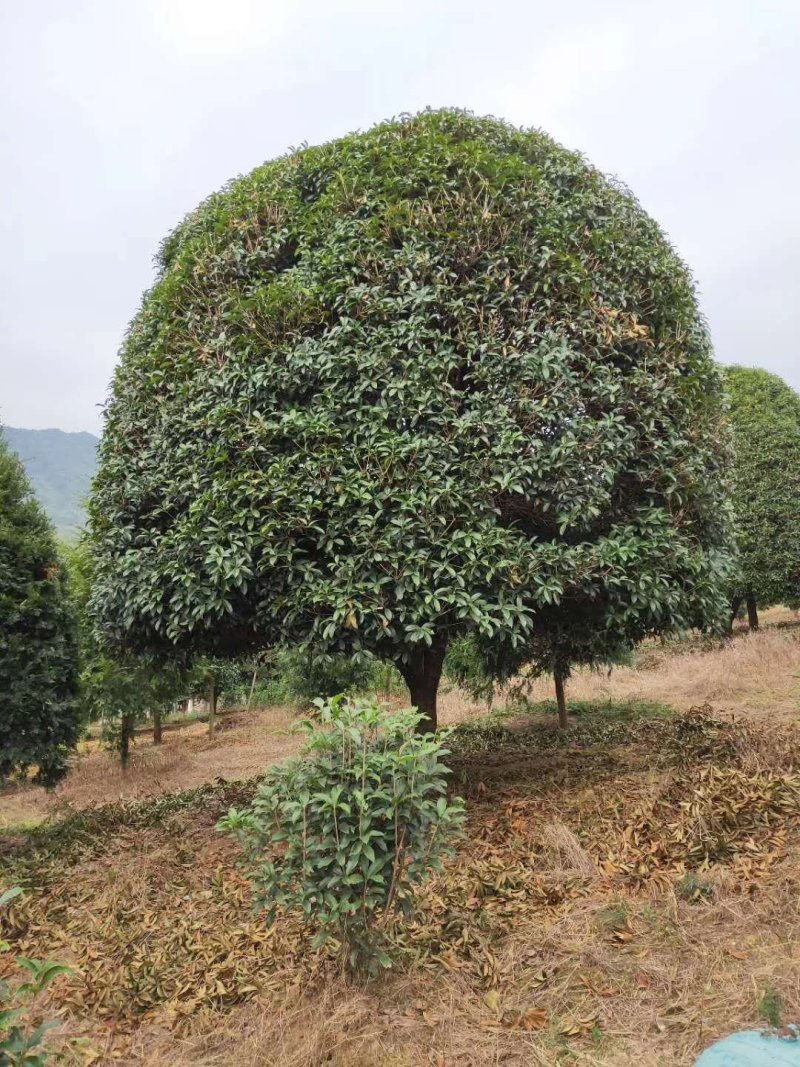 修剪一年自然冠黄花桂花