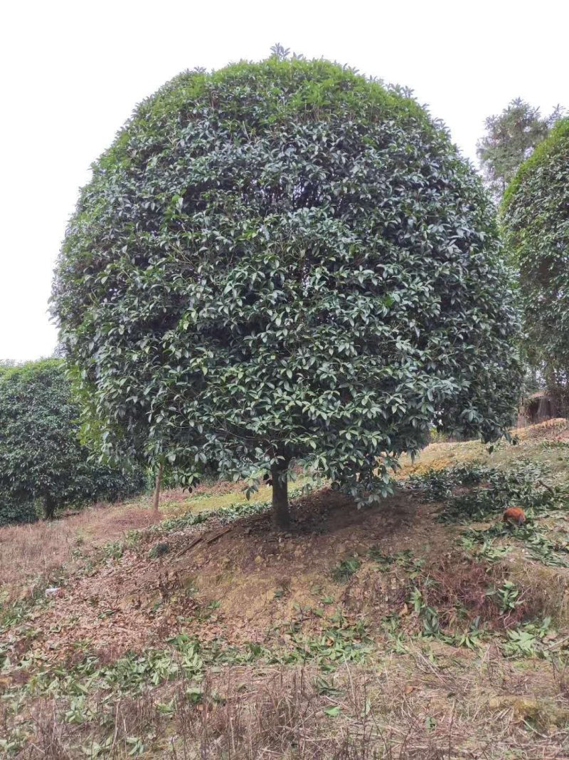 修剪一年自然冠黄花桂花