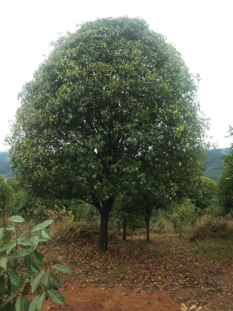 修剪一年自然冠黄花桂花