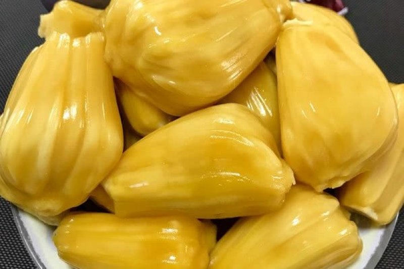 菠萝蜜树苗菠萝树苗泰国红肉菠萝蜜海南菠萝蜜榴莲蜜苗树苗