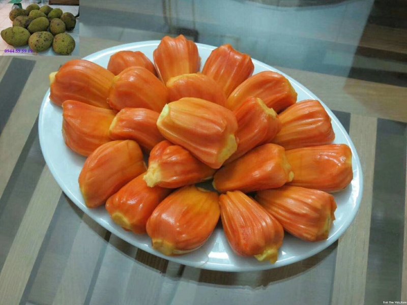 菠萝蜜树苗菠萝树苗泰国红肉菠萝蜜海南菠萝蜜榴莲蜜苗树苗
