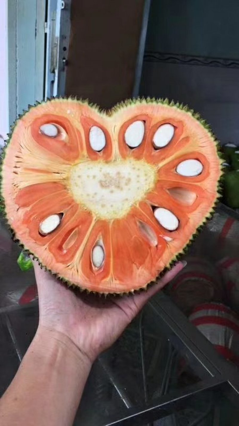 菠萝蜜树苗菠萝树苗泰国红肉菠萝蜜海南菠萝蜜榴莲蜜苗树苗