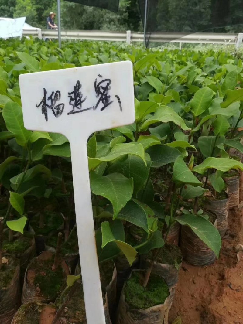 菠萝蜜树苗菠萝树苗泰国红肉菠萝蜜海南菠萝蜜榴莲蜜苗树苗