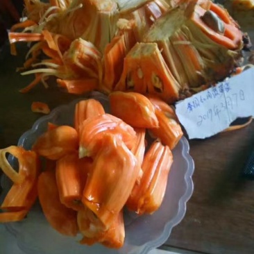 菠萝蜜树苗菠萝树苗泰国红肉菠萝蜜海南菠萝蜜榴莲蜜苗树苗