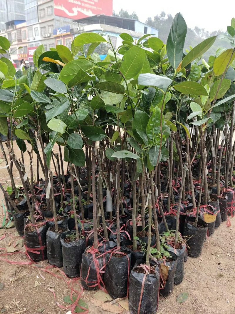 菠萝蜜树苗菠萝树苗泰国红肉菠萝蜜海南菠萝蜜榴莲蜜苗树苗