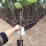 菠萝蜜树苗菠萝树苗泰国红肉菠萝蜜海南菠萝蜜榴莲蜜苗树苗