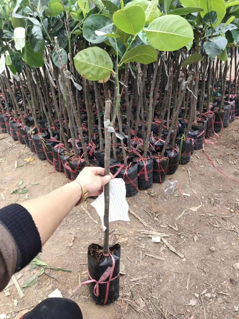 菠萝蜜树苗菠萝树苗泰国红肉菠萝蜜海南菠萝蜜榴莲蜜苗树苗