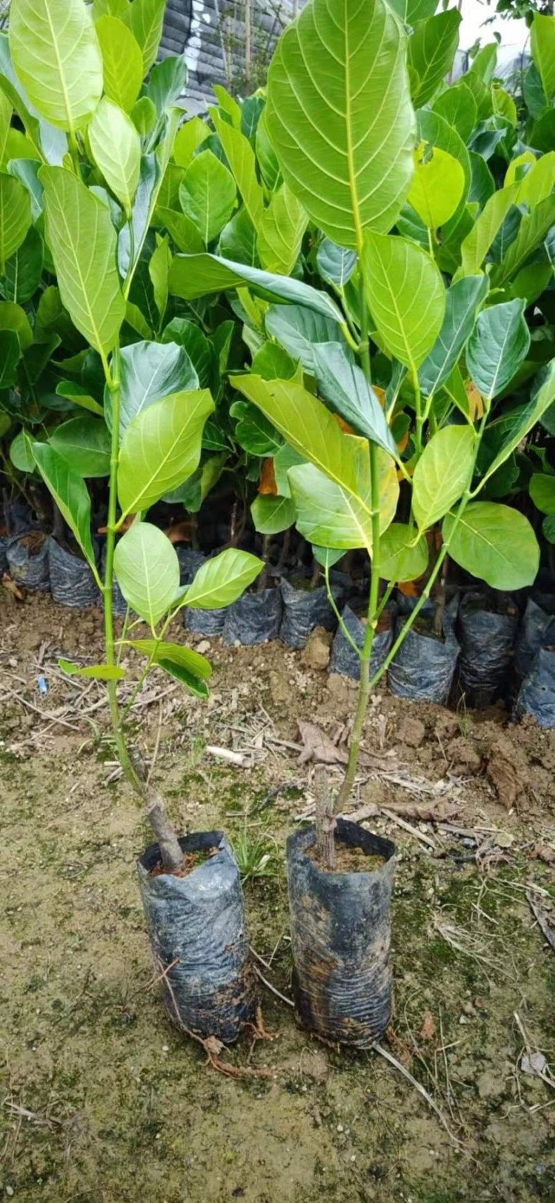 菠萝蜜树苗菠萝树苗泰国红肉菠萝蜜海南菠萝蜜榴莲蜜苗树苗