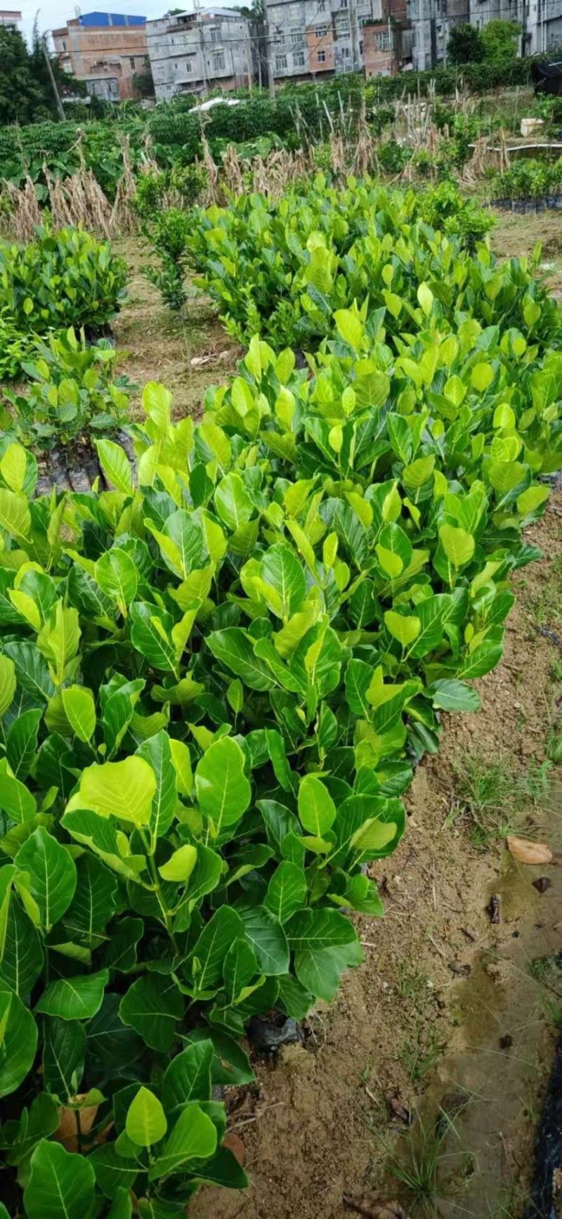 菠萝蜜树苗菠萝树苗泰国红肉菠萝蜜海南菠萝蜜榴莲蜜苗树苗