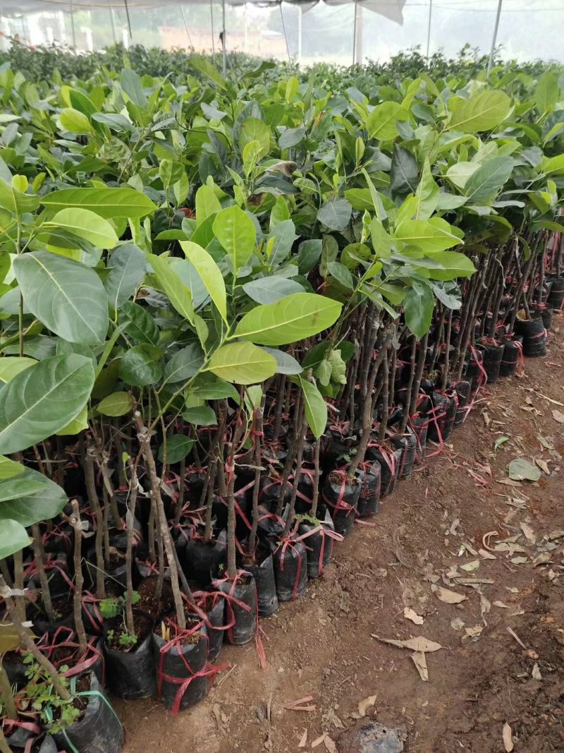 菠萝蜜树苗菠萝树苗泰国红肉菠萝蜜海南菠萝蜜榴莲蜜苗树苗
