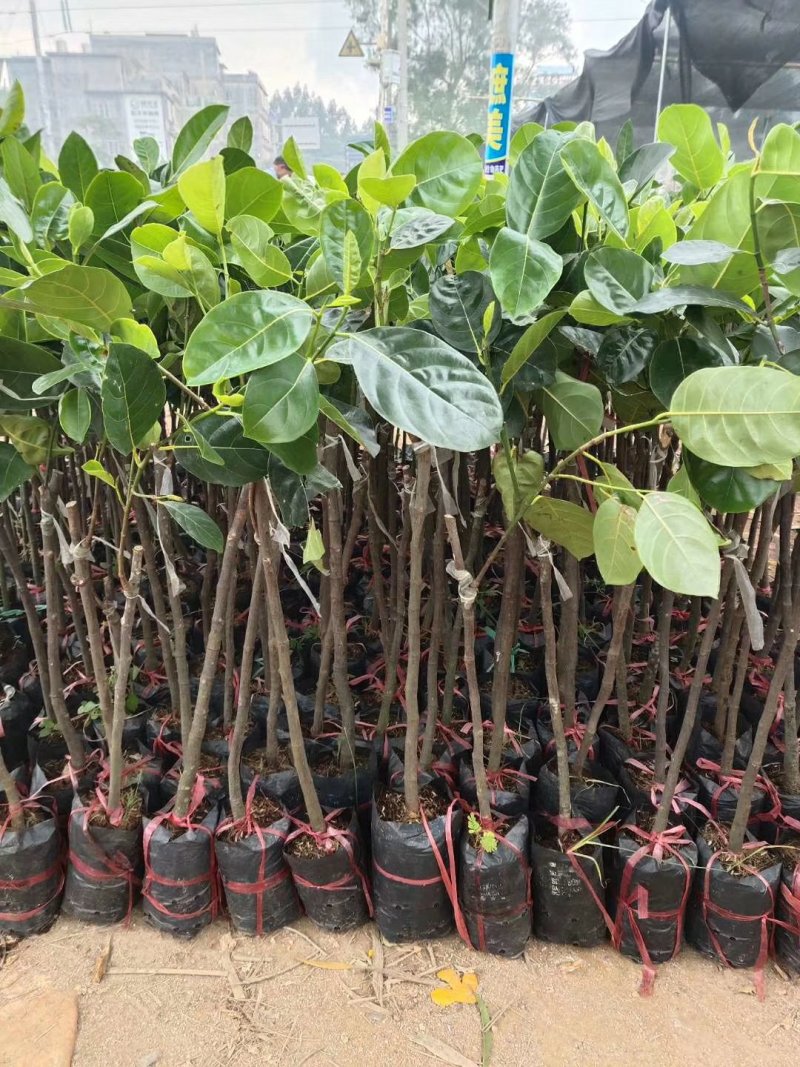 菠萝蜜树苗菠萝树苗泰国红肉菠萝蜜海南菠萝蜜榴莲蜜苗树苗