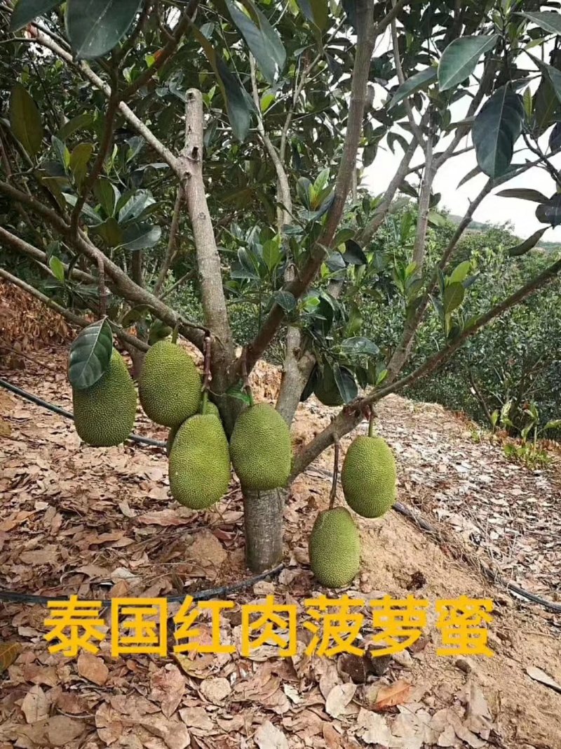 菠萝蜜树苗菠萝树苗泰国红肉菠萝蜜海南菠萝蜜榴莲蜜苗树苗