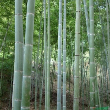 竹子
