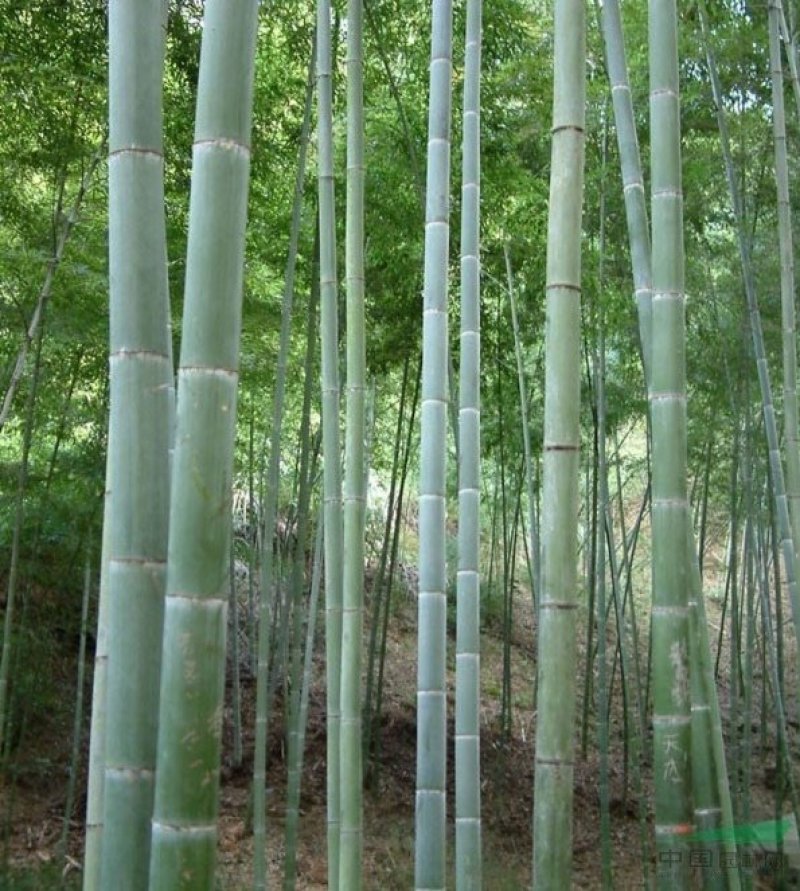 竹子