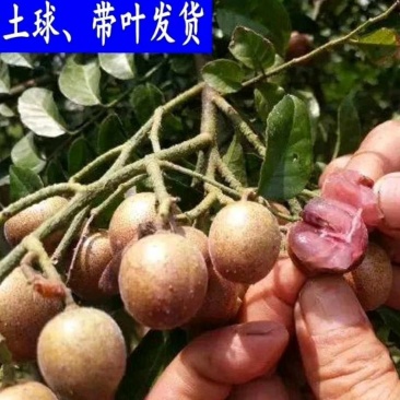 黄皮苗黄皮树苗紫肉黄皮苗黑黄皮苗无核黄皮苗鸡心黄皮苗