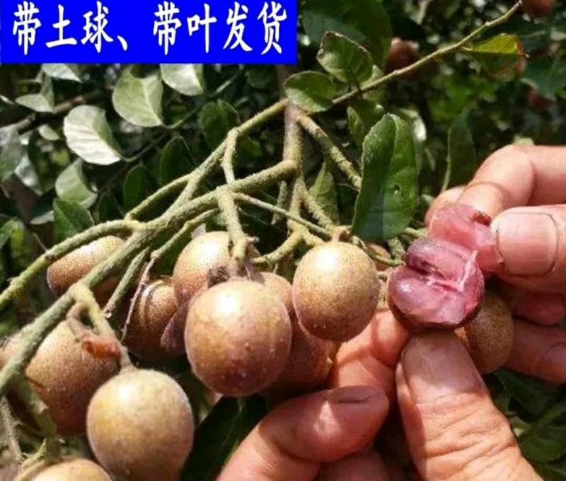 黄皮苗黄皮树苗紫肉黄皮苗黑黄皮苗无核黄皮苗鸡心黄皮苗