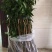 黄皮苗黄皮树苗紫肉黄皮苗黑黄皮苗无核黄皮苗鸡心黄皮苗