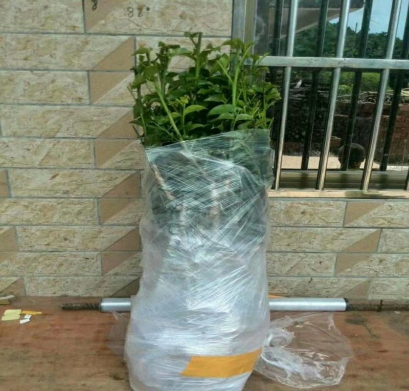 黄皮苗黄皮树苗紫肉黄皮苗黑黄皮苗无核黄皮苗鸡心黄皮苗