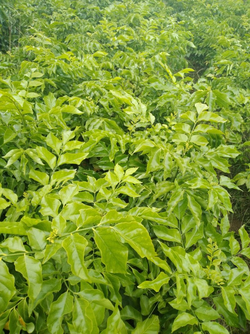 黄皮苗黄皮树苗紫肉黄皮苗黑黄皮苗无核黄皮苗鸡心黄皮苗