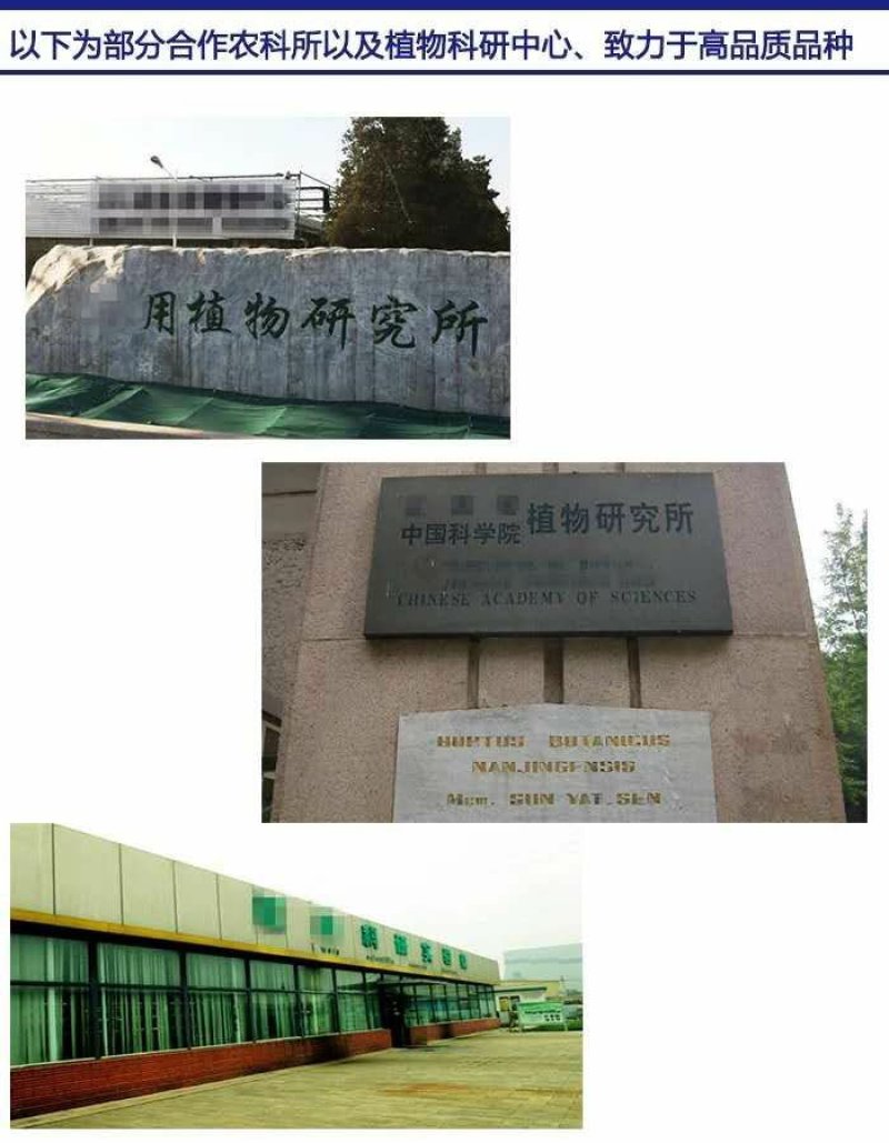 黄皮苗黄皮树苗紫肉黄皮苗黑黄皮苗无核黄皮苗鸡心黄皮苗