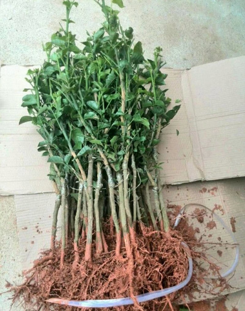黄皮苗黄皮树苗紫肉黄皮苗黑黄皮苗无核黄皮苗鸡心黄皮苗
