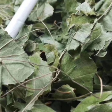 淫羊藿实物拍摄批发各种中药材