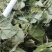 淫羊藿实物拍摄批发各种中药材