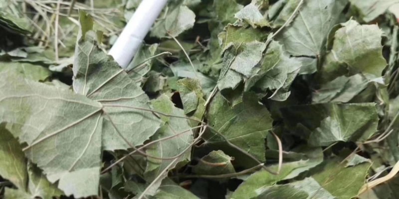 淫羊藿实物拍摄批发各种中药材