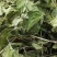 淫羊藿实物拍摄批发各种中药材