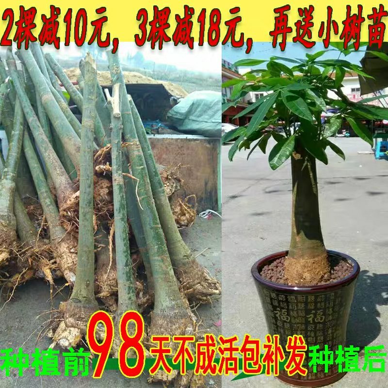 发财树大型小型独杆单精品办公室客厅室内植物