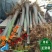 发财树大型小型独杆单精品办公室客厅室内植物