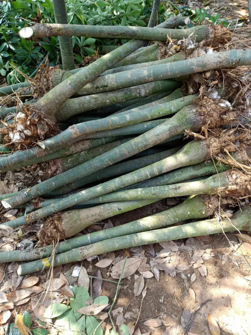发财树大型小型独杆单精品办公室客厅室内植物