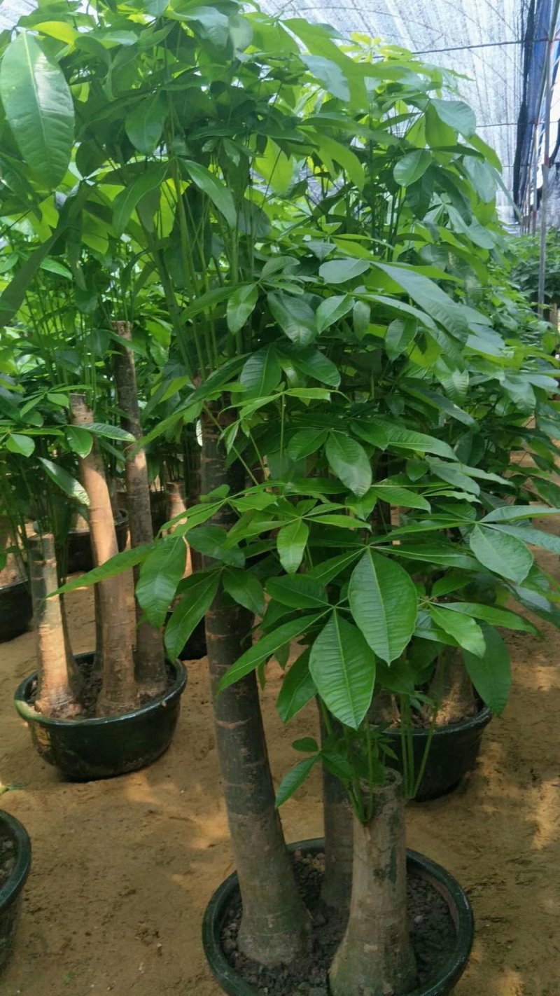 发财树大型小型独杆单精品办公室客厅室内植物