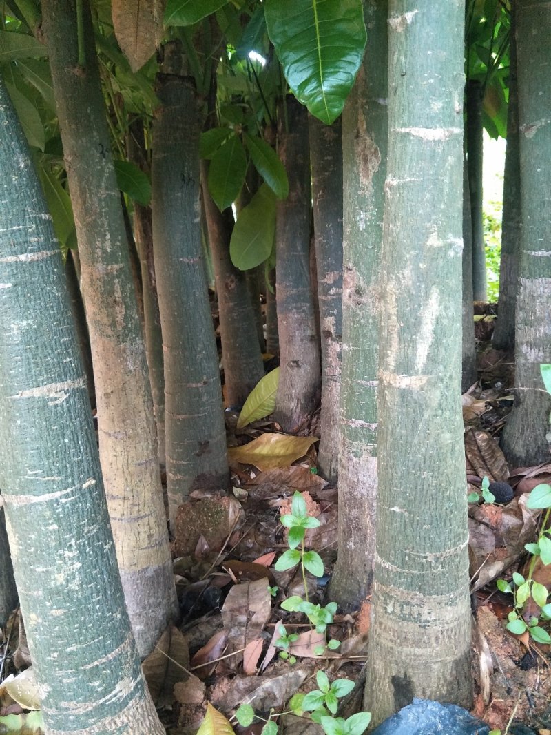 发财树室内植物招财进宝财源滚滚绿化植物