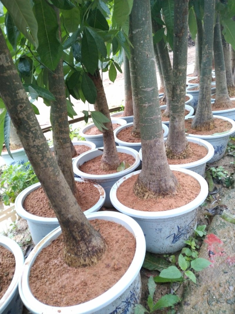 发财树室内植物招财进宝财源滚滚绿化植物