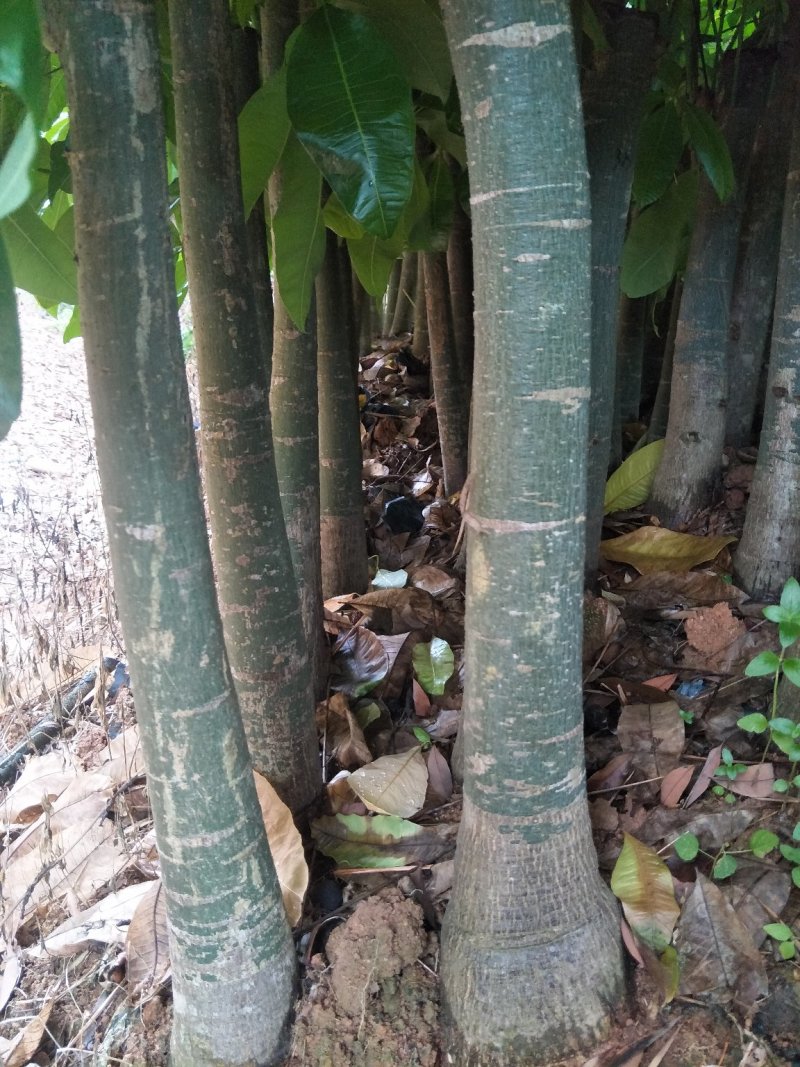 发财树室内植物招财进宝财源滚滚绿化植物