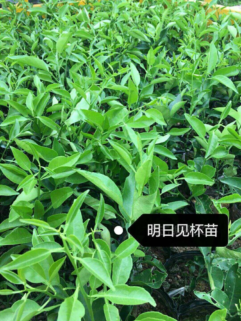 【正品】明日见柑橘苗明日旺柑橘苗柑橘苗明日见品种纯正
