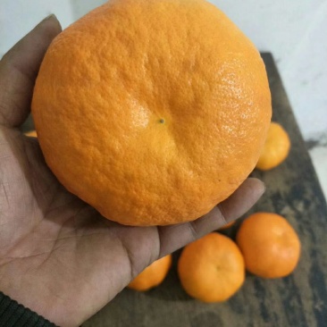 【正品】明日见柑橘苗明日旺柑橘苗柑橘苗明日见品种纯正