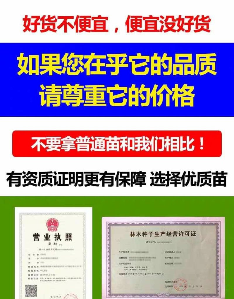 【正品】明日见柑橘苗明日旺柑橘苗柑橘苗明日见品种纯正